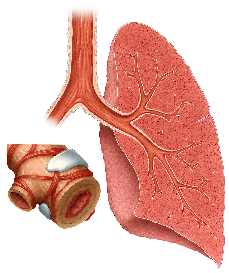 Lungs and Bronchi