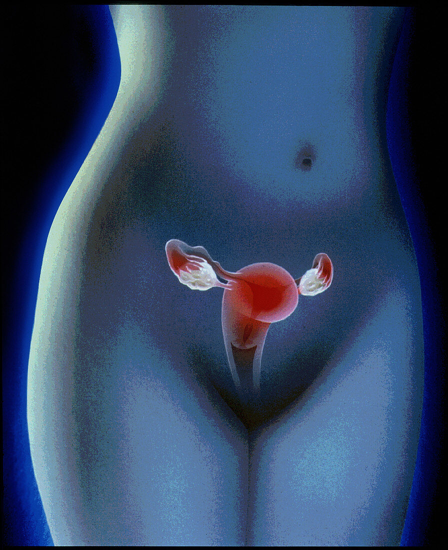 Artwork of the female reproductive system