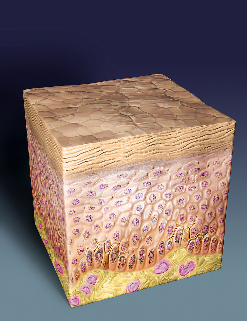 Skin Section