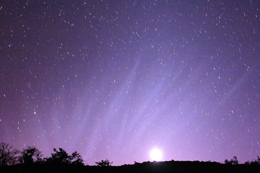 Synchrones From Comet McNaught
