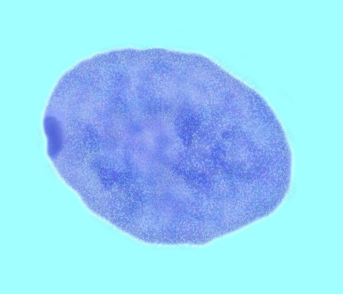 Female cell nucleus with Barr body