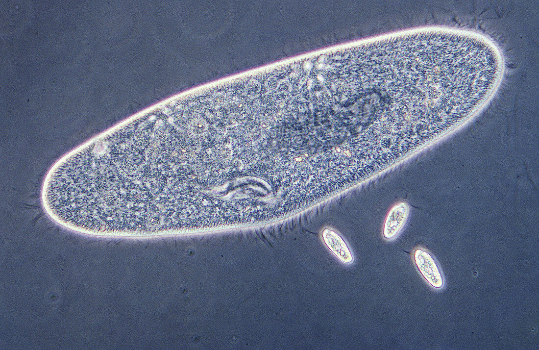 Paramecium and Chilomonas