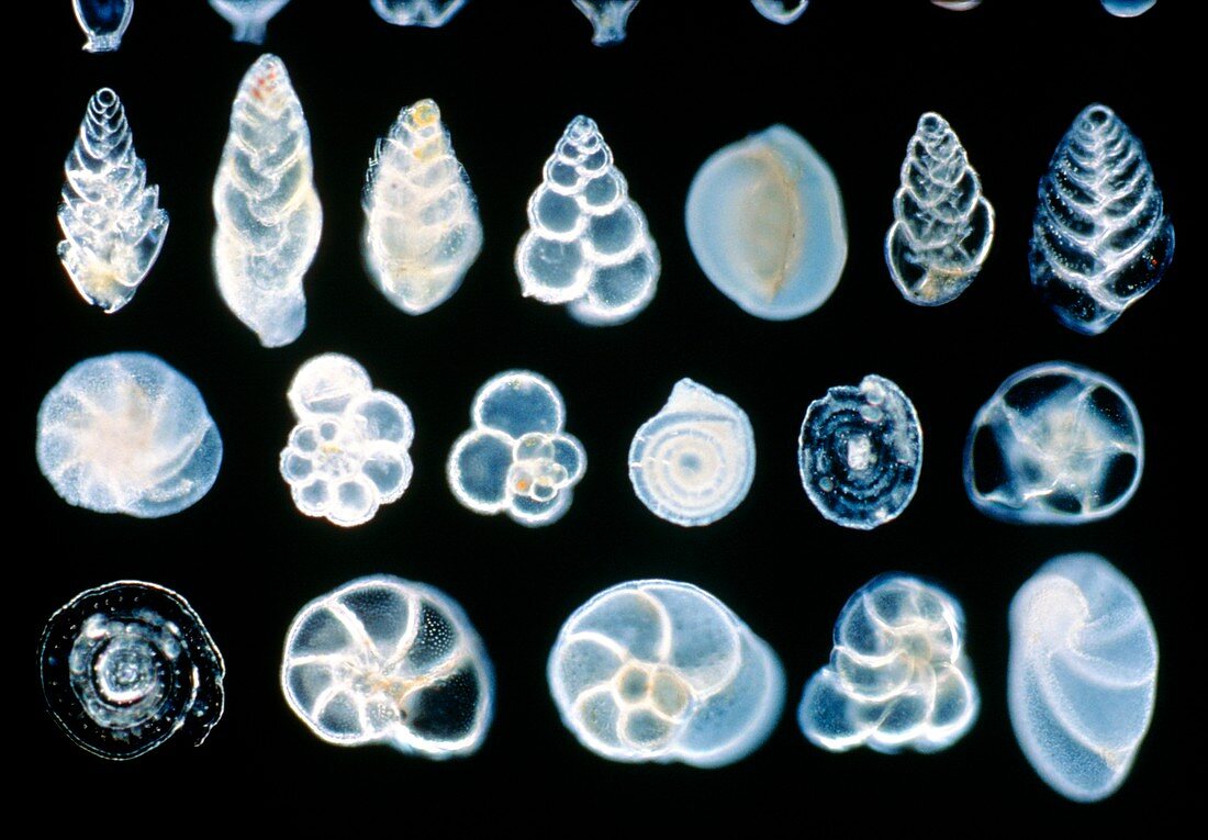 Foraminifera shells,LM,dark field