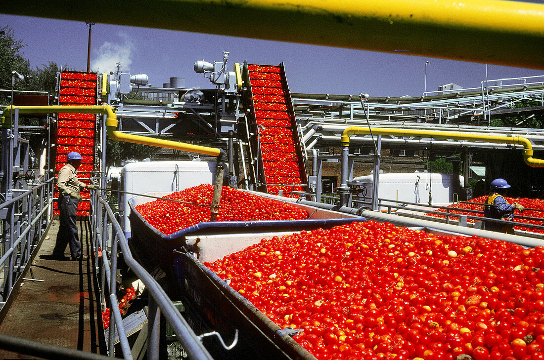 Tomato cannery,Sacramento,CA