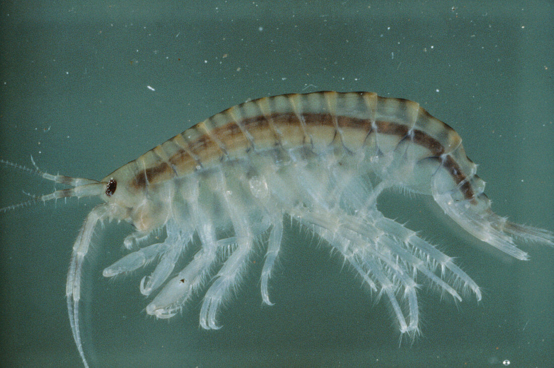 Light micrograph of a fairy shrimp (amphipod)