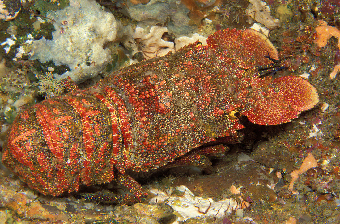Spanish Lobster