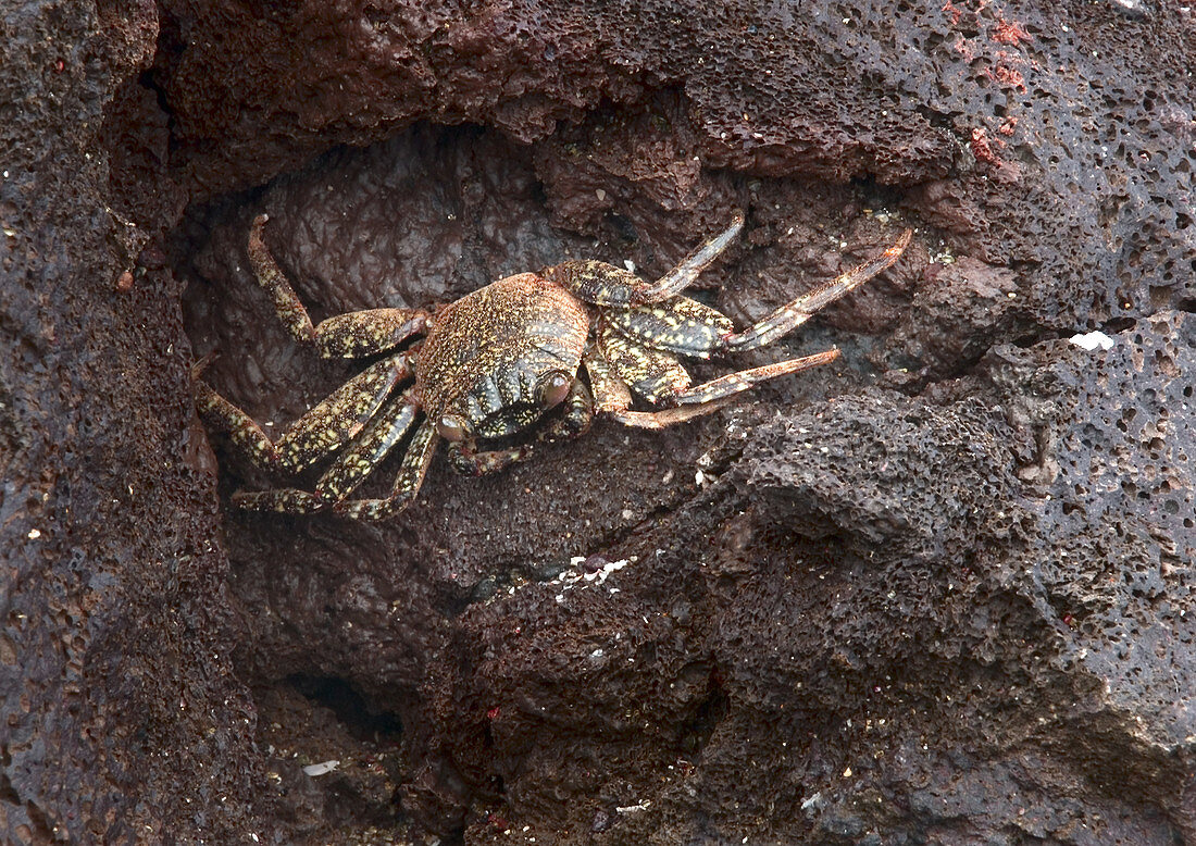 Sally Lightfoot Crab,immature