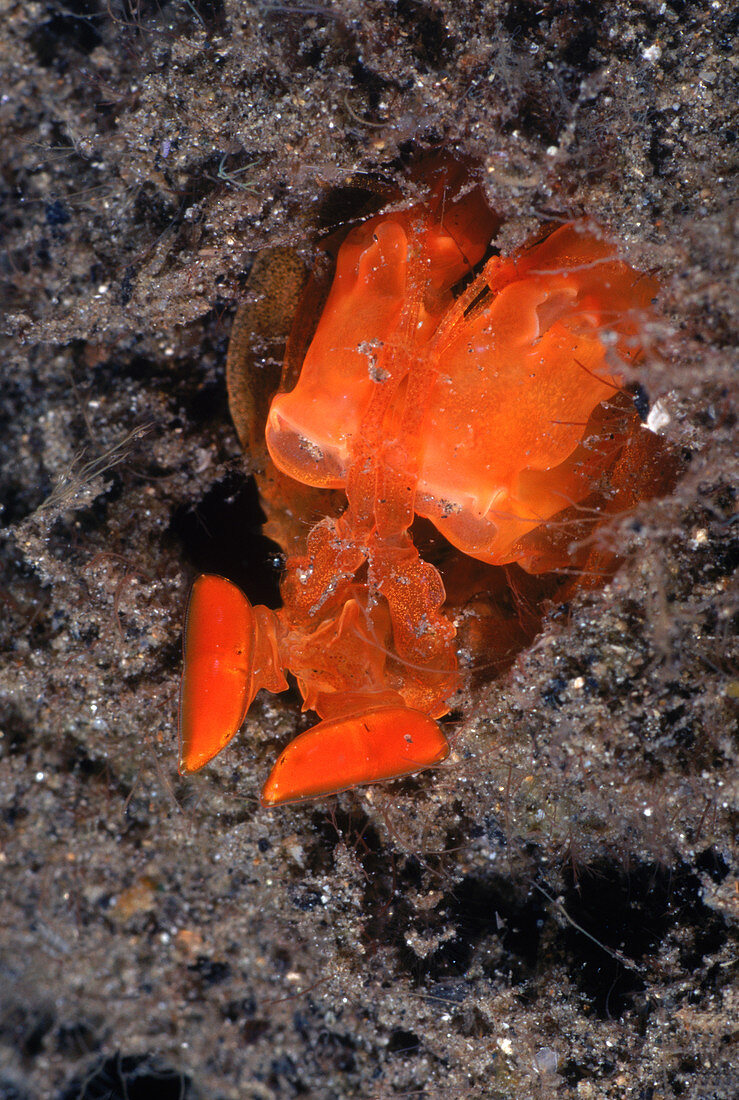 Orange mantis shrimp