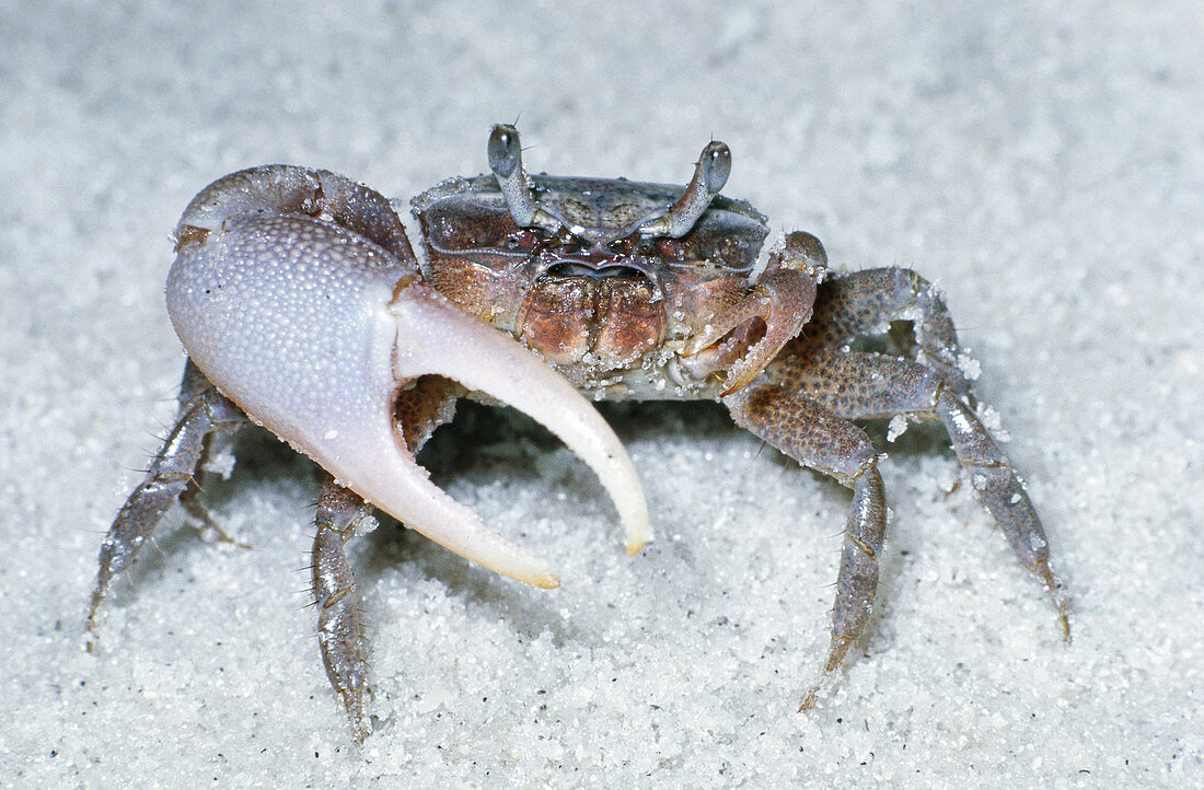 Male Fiddler Crab