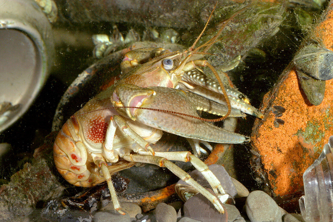 Rusty Crayfish (Orconectes rusticus)