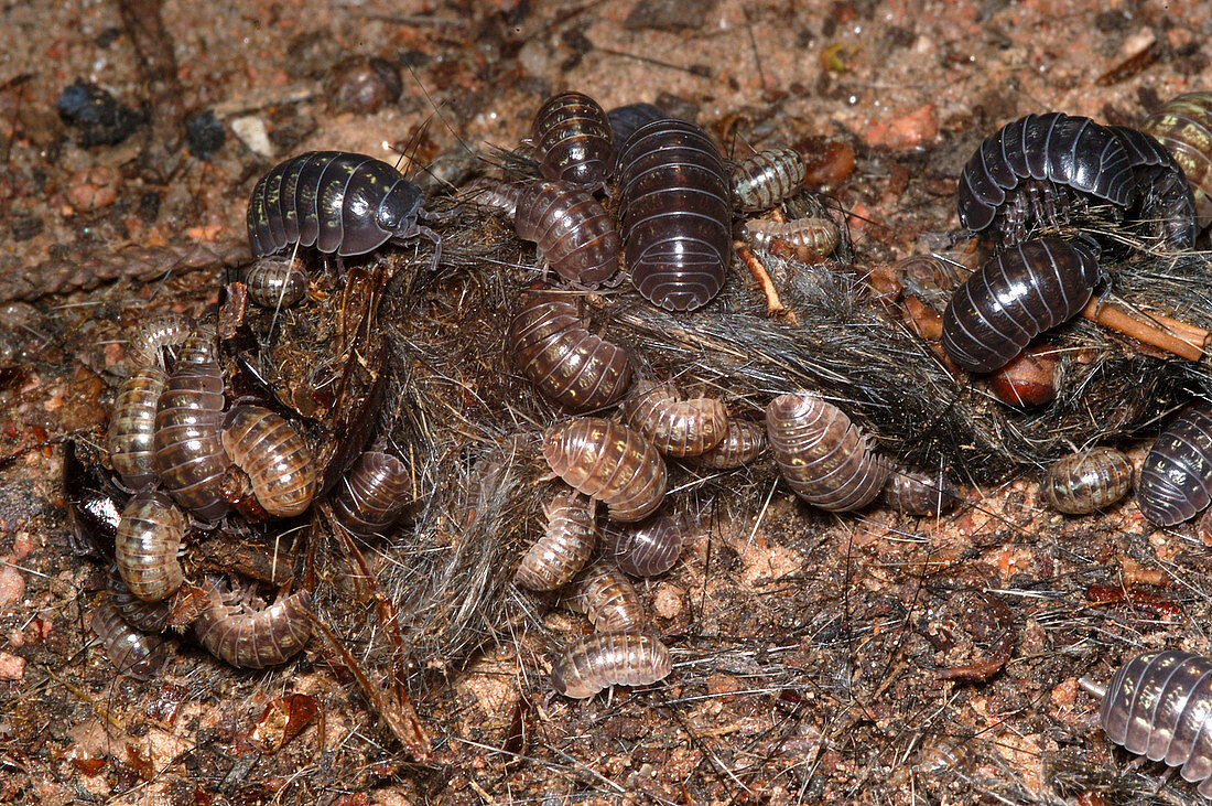 Pill Bugs