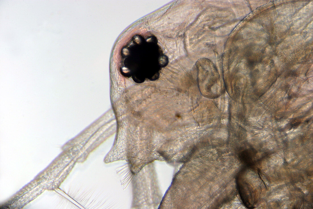 Water Flea (Daphnia magna) Eye