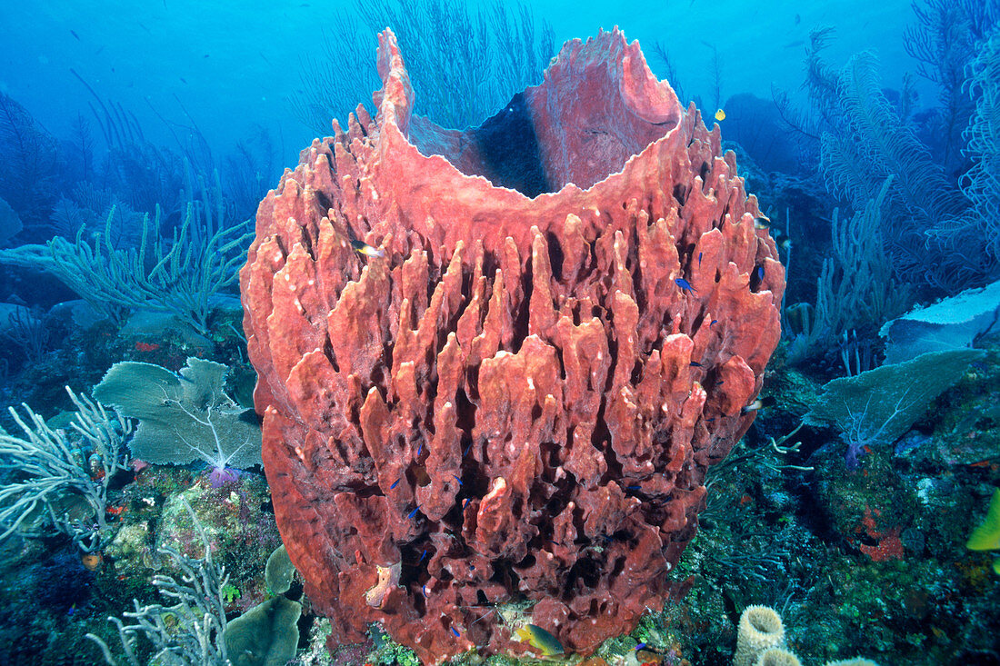 Giant barrel sponge