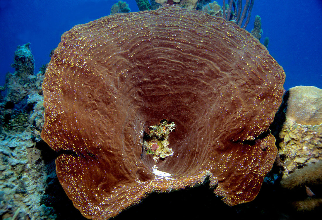 Brown Bowl Sponge from above