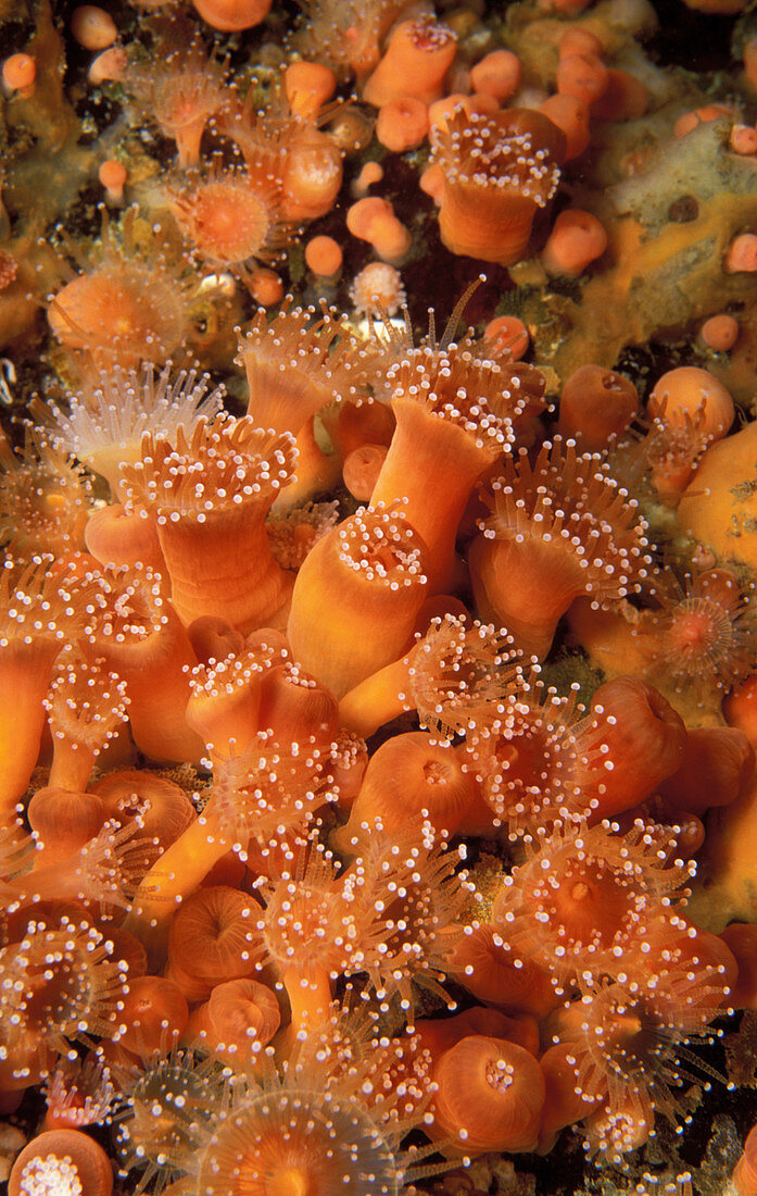 Strawberry Anemones