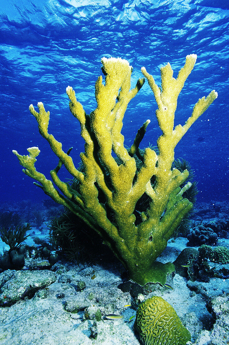 Elkhorn Coral