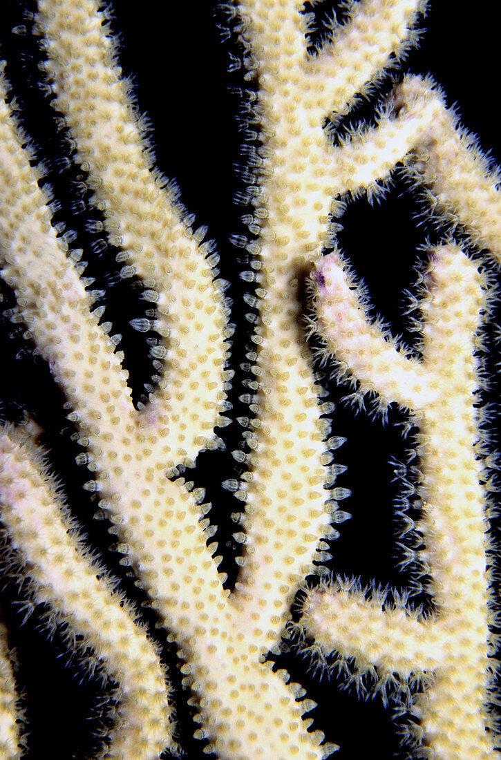 Orange spiny sea rod note pores
