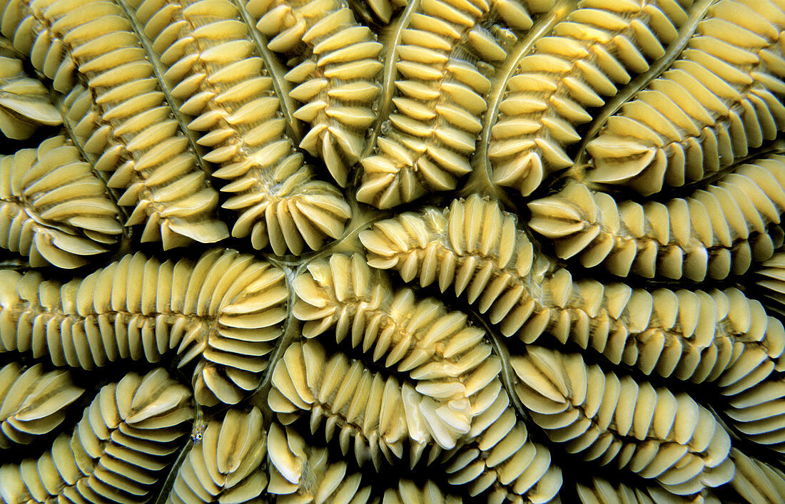 Macro of Maze Coral showing pattern