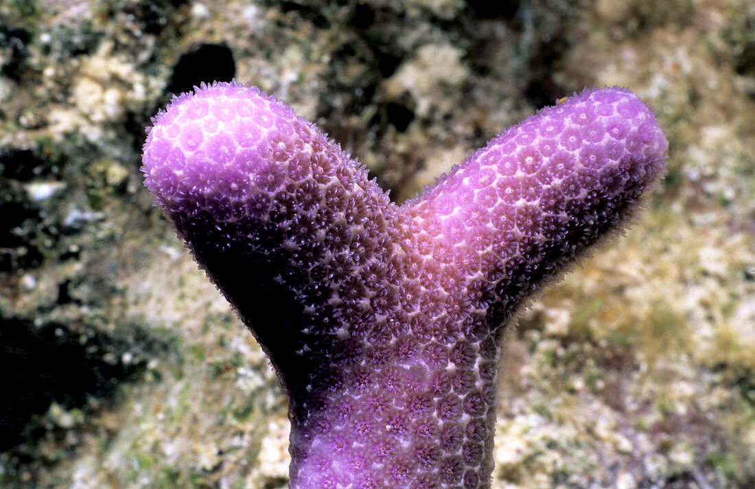 Macro of thin purple finger coral