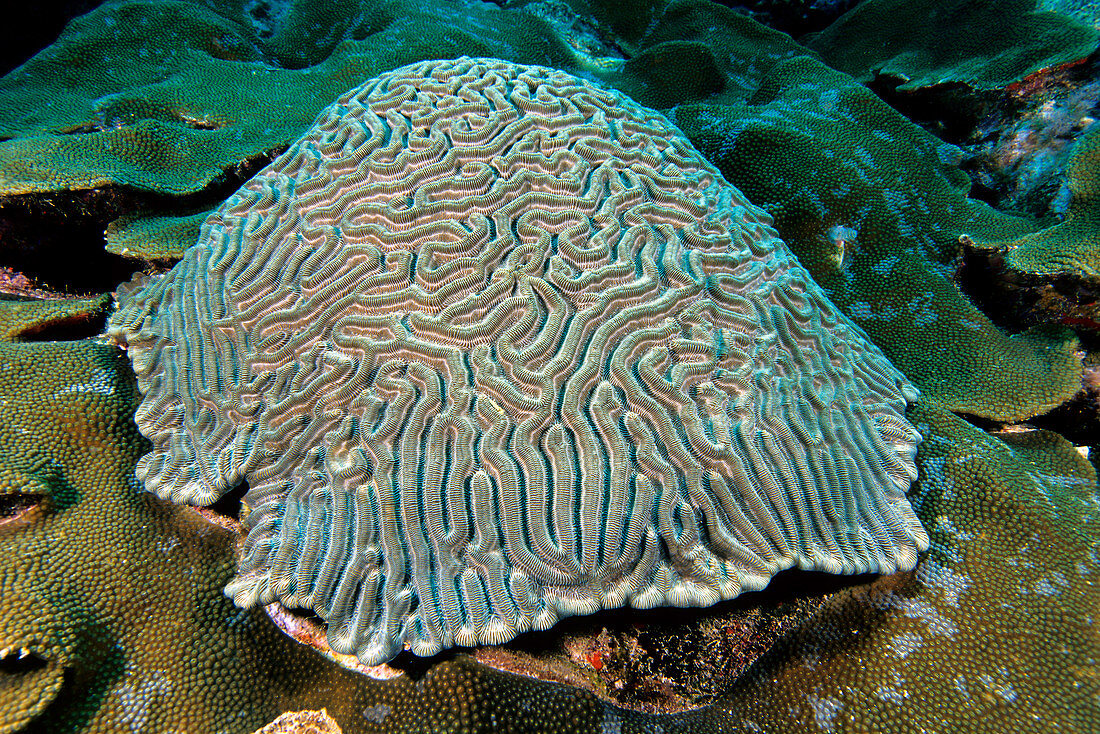 Boulder Brain Coral and Boulder Star Coral