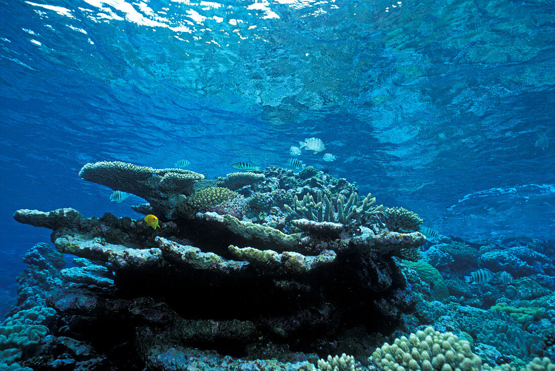 Coral reef,Tonga