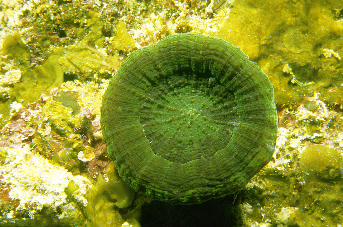 Solitary Disk Coral