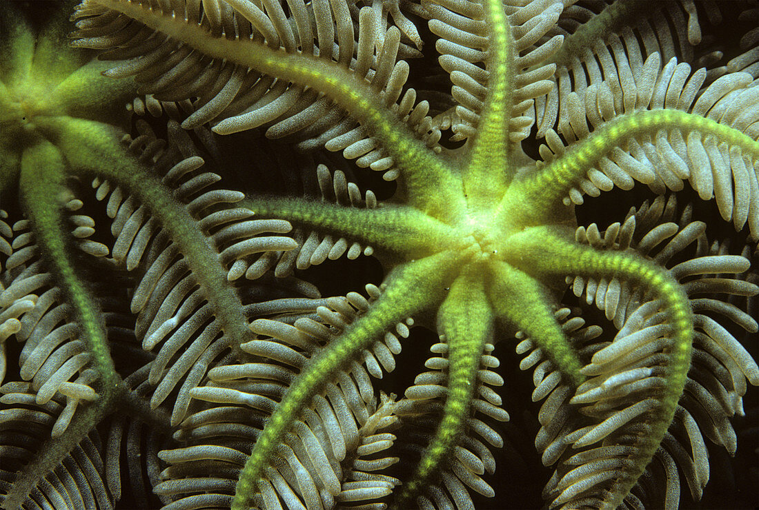 Close-up of Fern Coral polyps (Clavularia sp.)