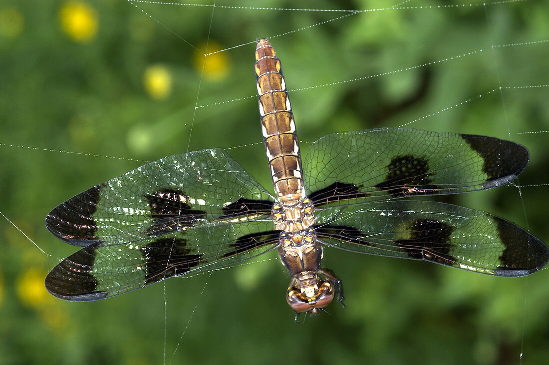Female Skimmer Dragonfly