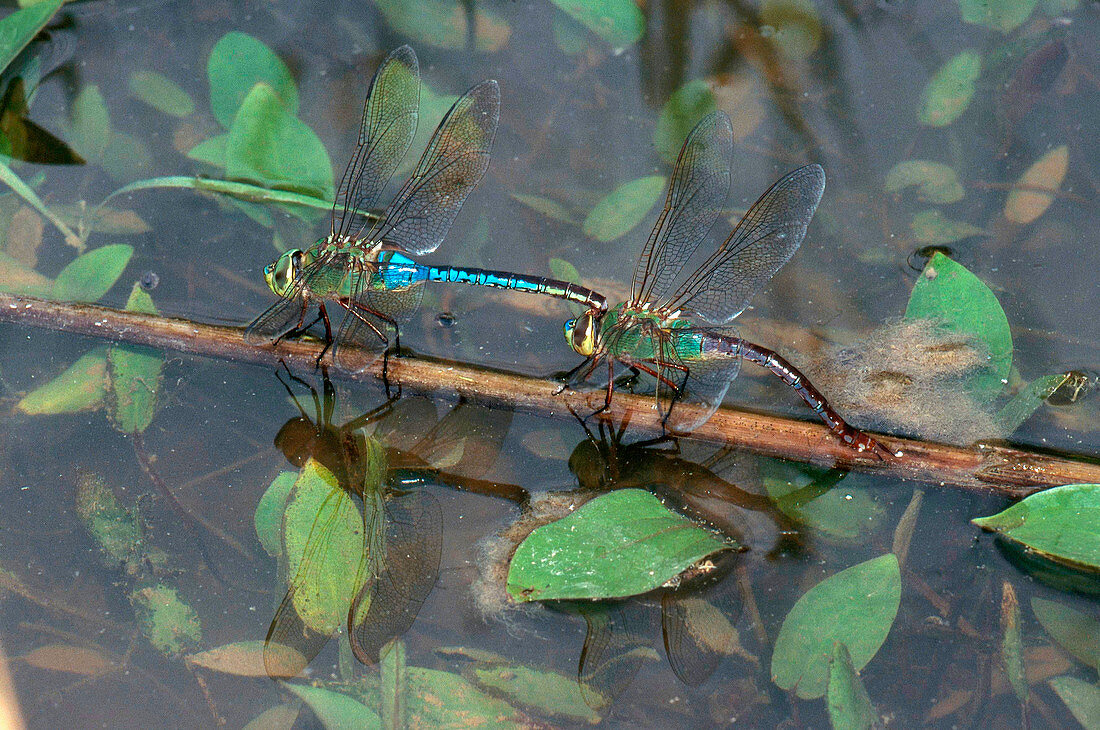 Green darner dragonfly