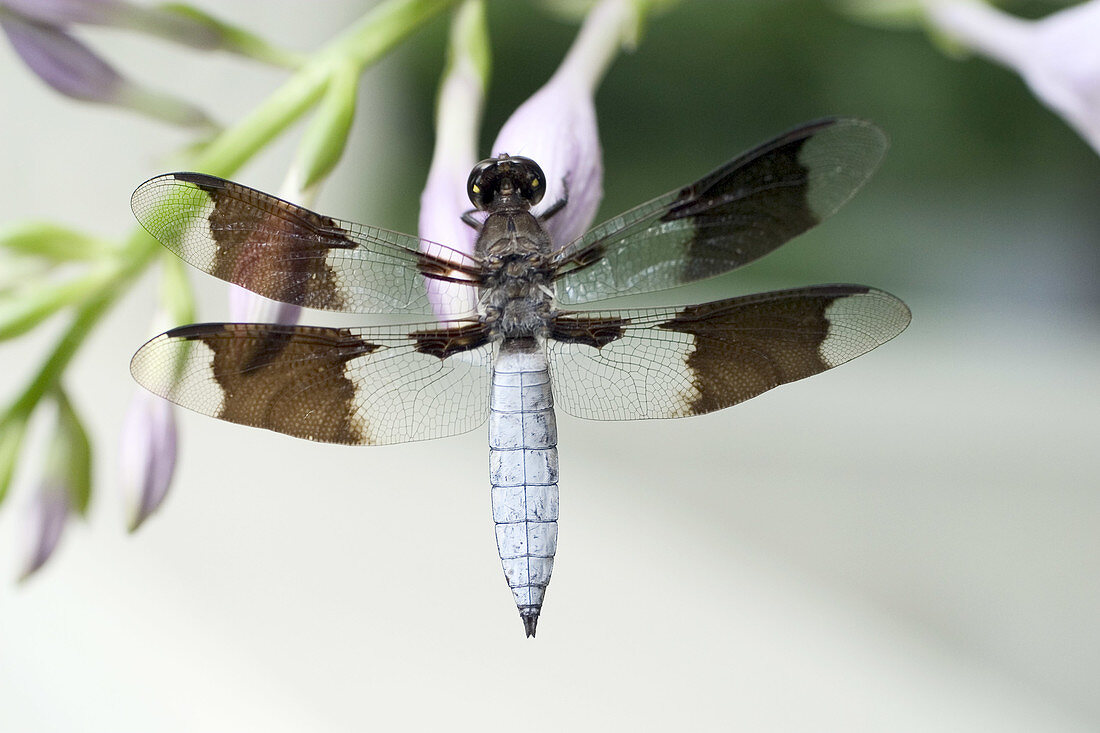 Male Whitetail Dragonfly