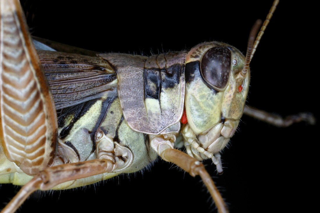 Grasshopper with parasitic mite