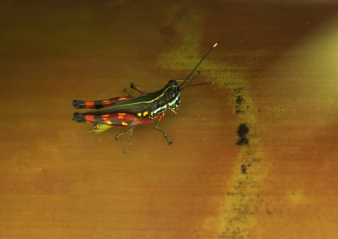 Short-horned Grasshopper