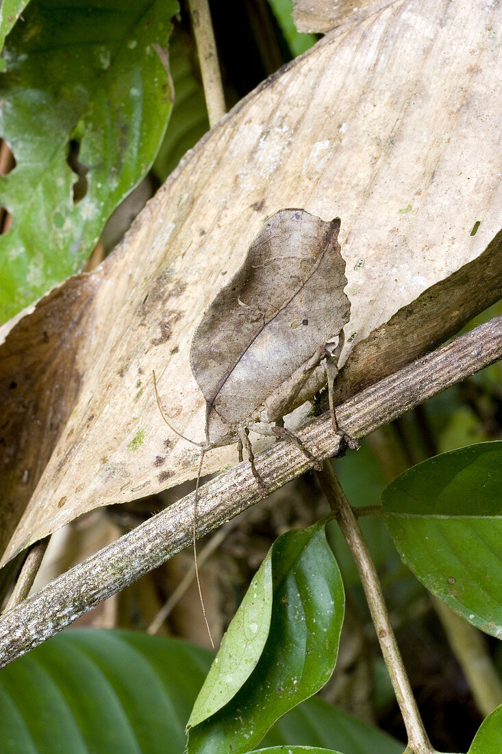 Dead-Leaf Mimic Katydid