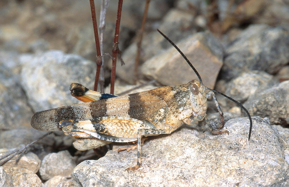 Three-banded Grasshopper Adult