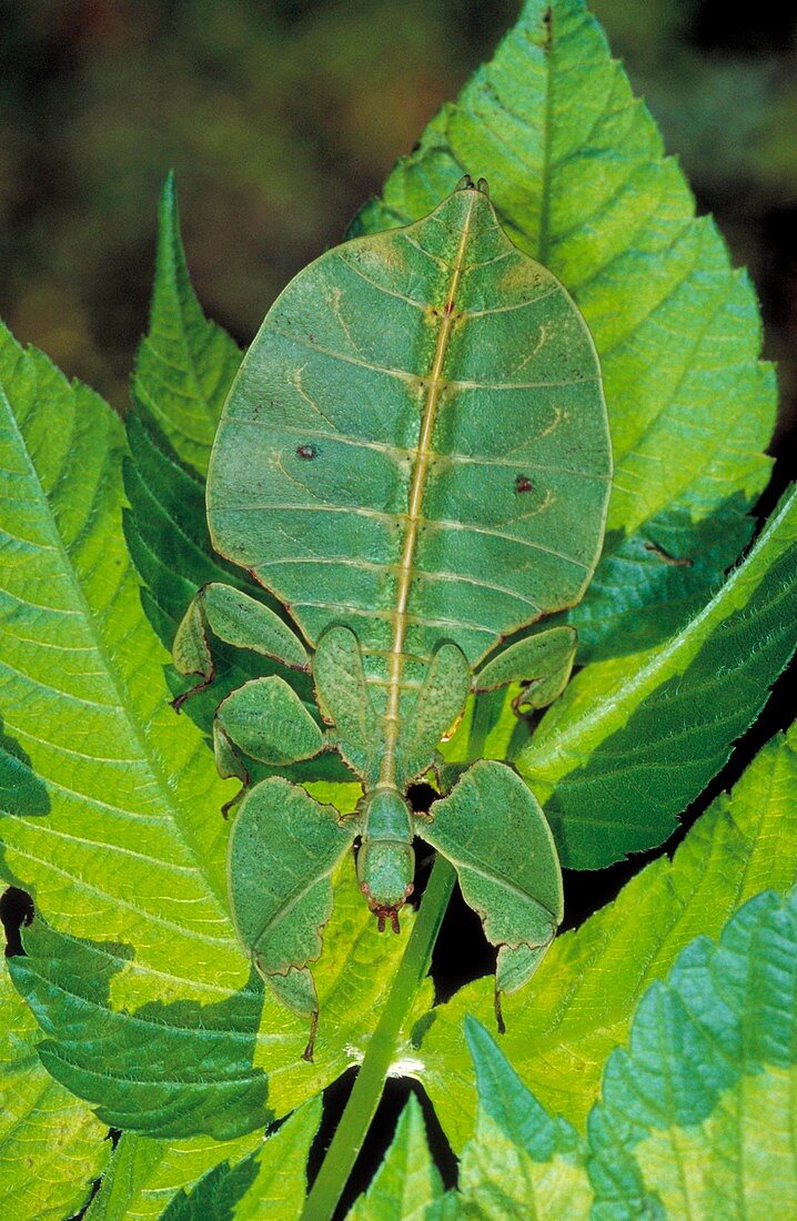 Giant leaf insect