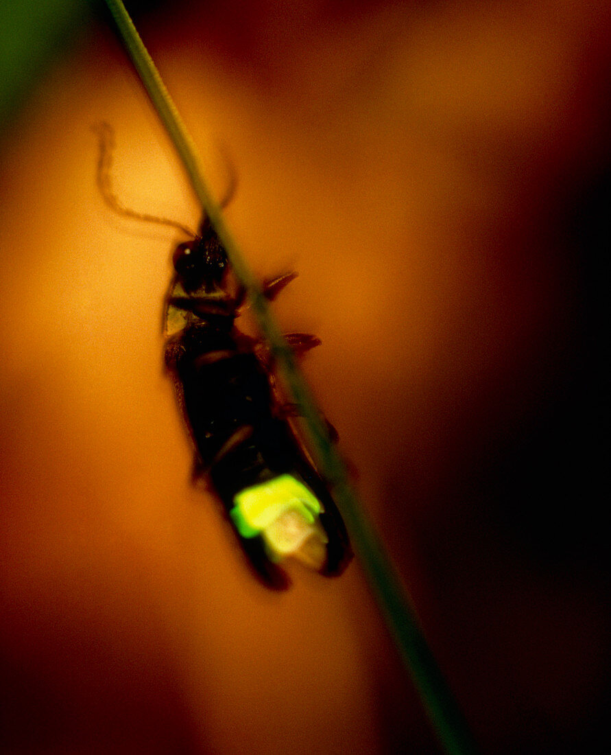View of a firefly with luminoustail glowing