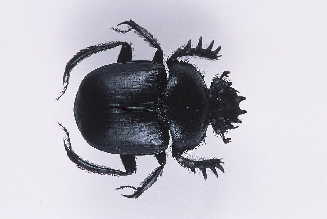 Sacred Scarab Beetle