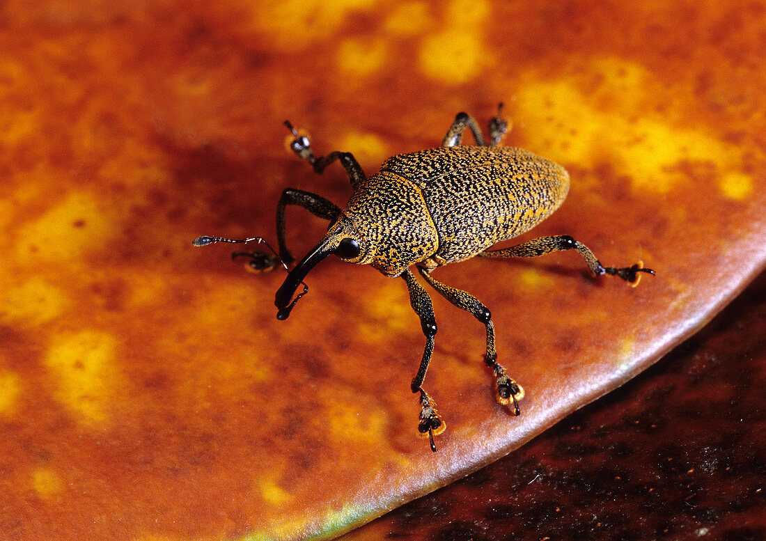 Weevil,Costa Rica