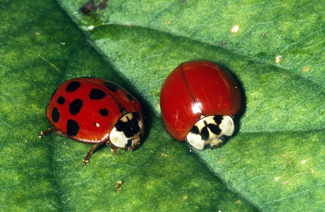 Harmonia Ladybird Beetles