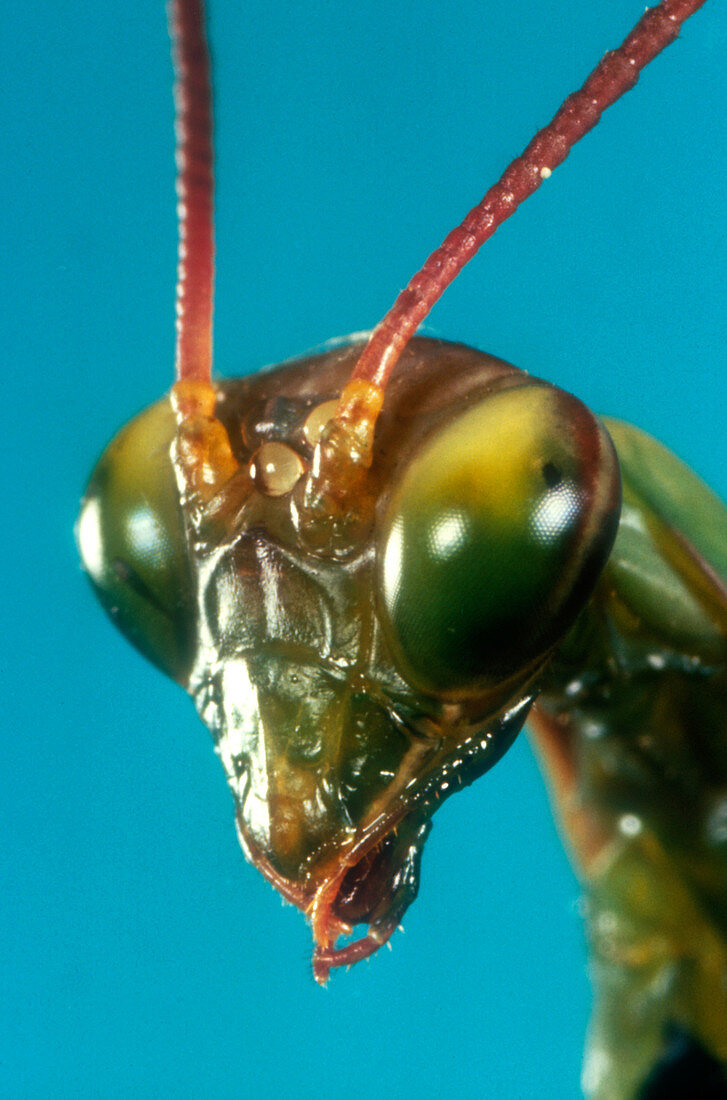 Praying Mantis (Mantis religiosa) head