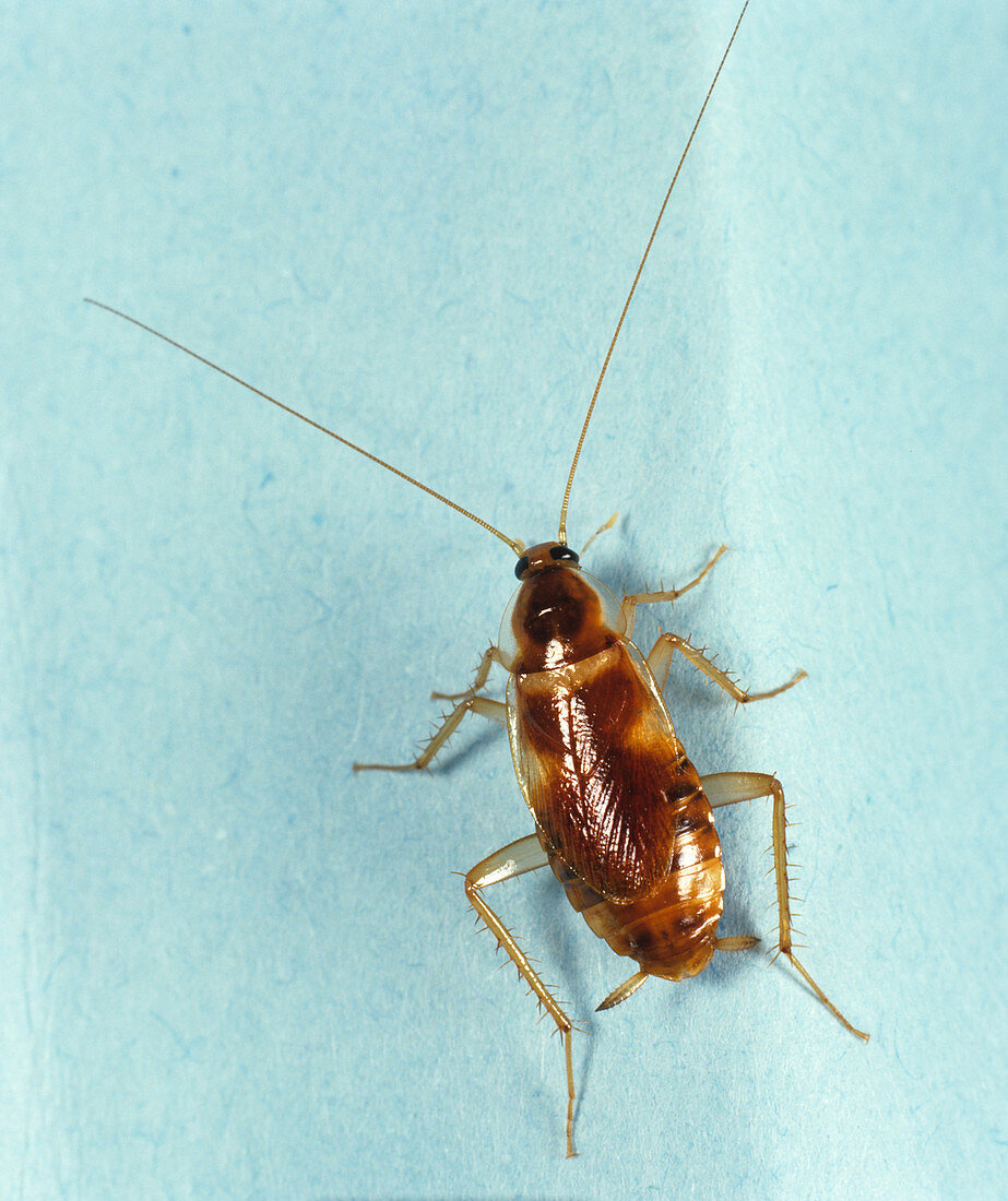Banded Cockroach