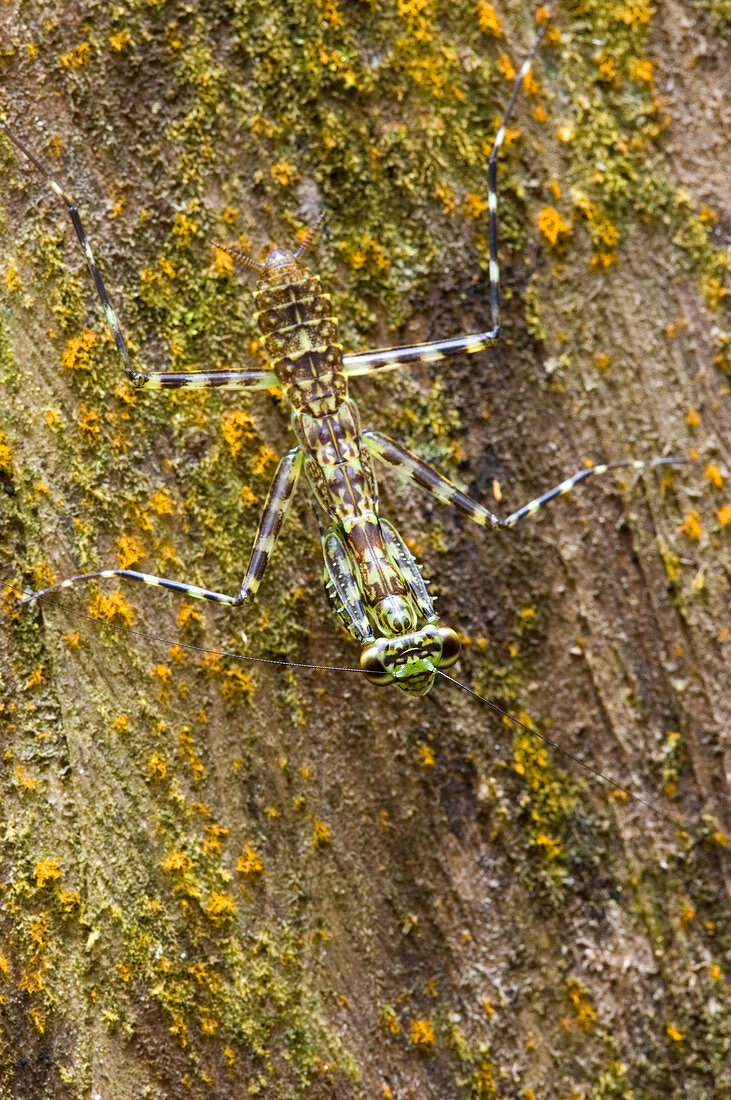 Lichen Mantis on bark