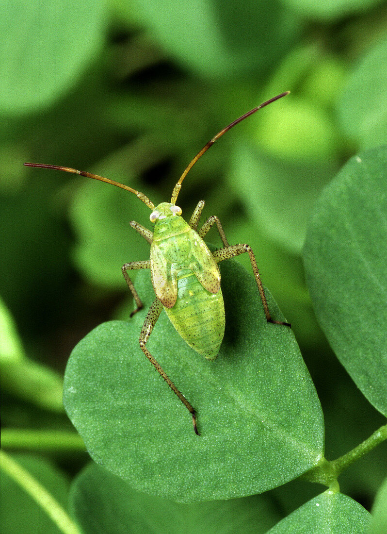 Alfalfa plant bug
