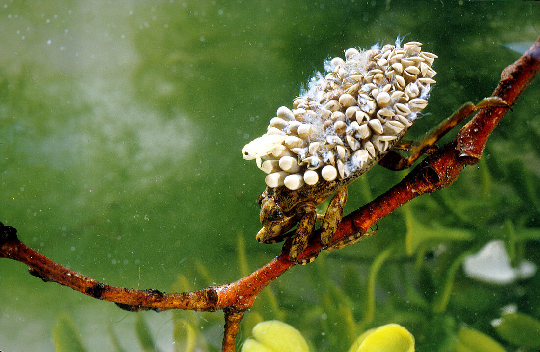 Male Water Bug with Eggs and Young