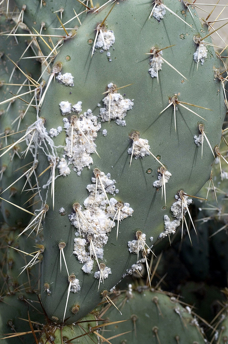 Cochineal Bugs on a Prickly Pear