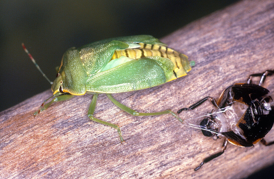 Newly Emerged Stink Bug