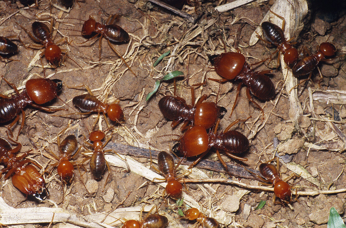 Big-headed Subterranean Termites