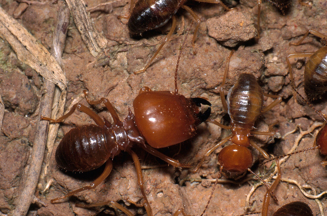 Big-headed Termite