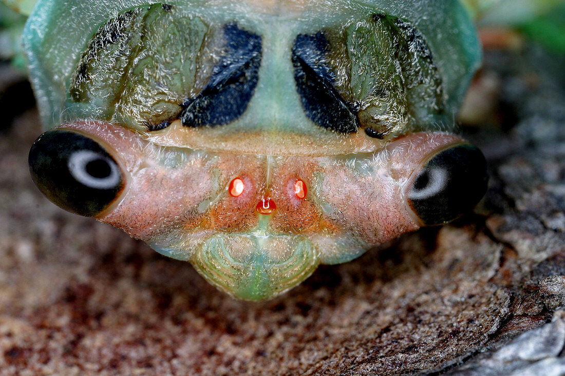 Head of cicada