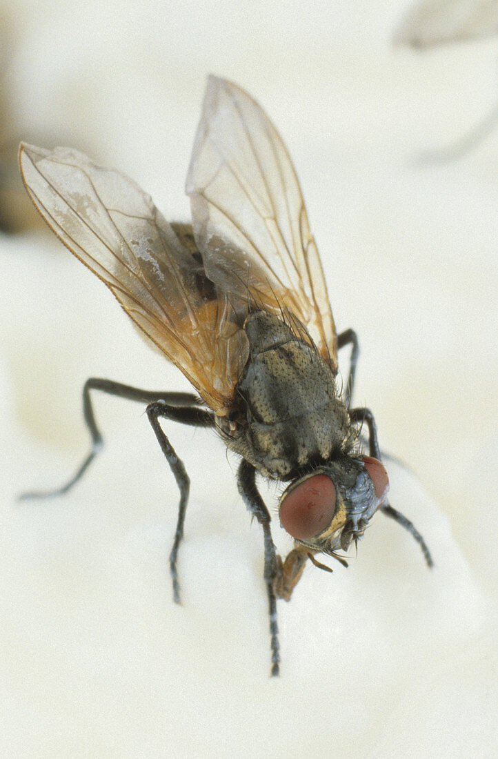 House Fly on cheese